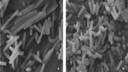 Micrograph comparing conventional microbial product spore count to BMA 400