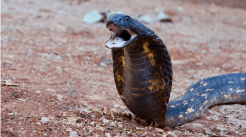 Egyptian Cobra