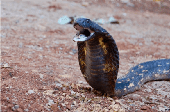 Egyptian Cobra
