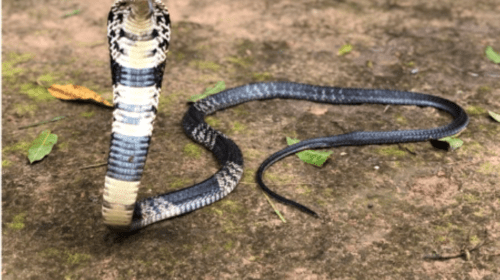 ForestCobra e1583432213915