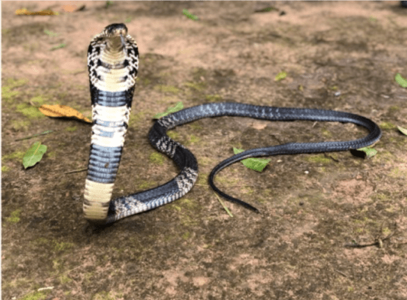Forest Cobra
