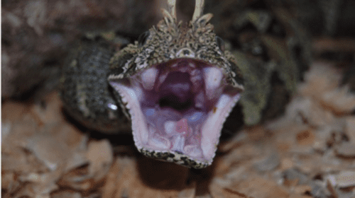 RhinoViper