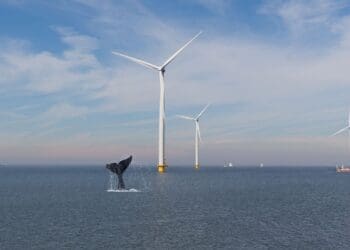 Whales are reacting oddly to wind turbines
