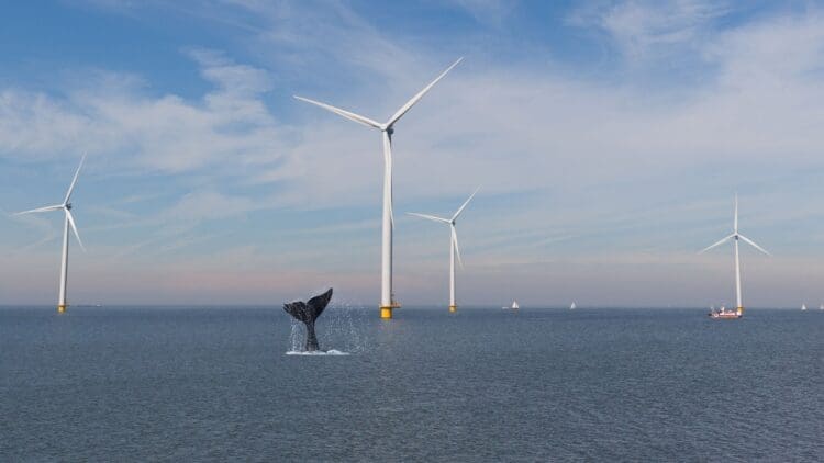 Whales are reacting oddly to wind turbines