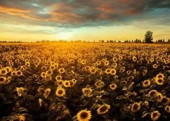 Sunflowers may hold fuel for the future