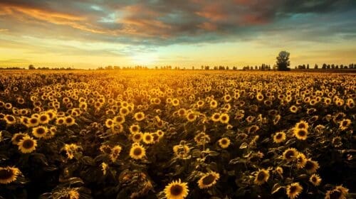Sunflowers may hold fuel for the future
