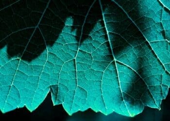 It's Swiss perfection — Hybrid solar leaves produce hydrogen steam while absorbing sunlight 49 Hybrid solar leaves produce hydrogen steam