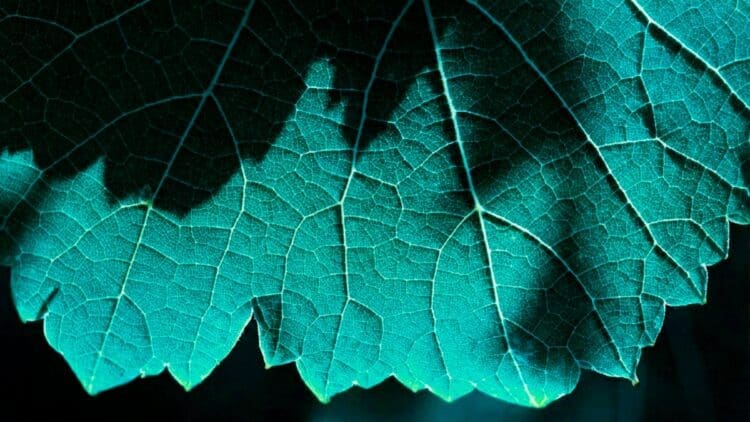 It's Swiss perfection — Hybrid solar leaves produce hydrogen steam while absorbing sunlight 1 Hybrid solar leaves produce hydrogen steam