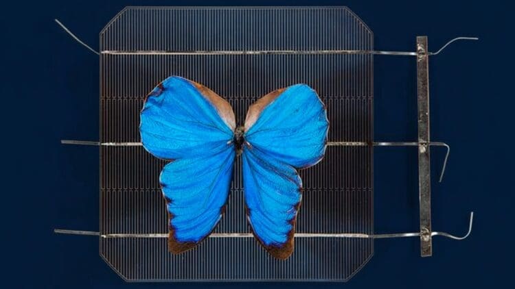 Flying butterflies will power the future