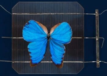 Flying butterflies will power the future