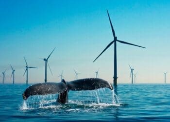 Whales reacting to wind farms