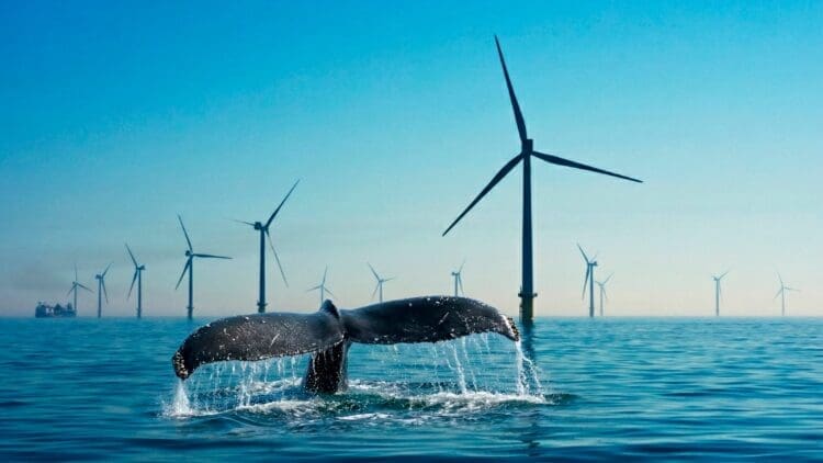 Whales reacting to wind farms