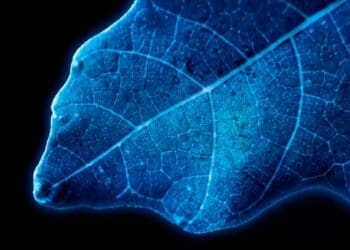 hydrogen production based on the photosynthesis of a leaf