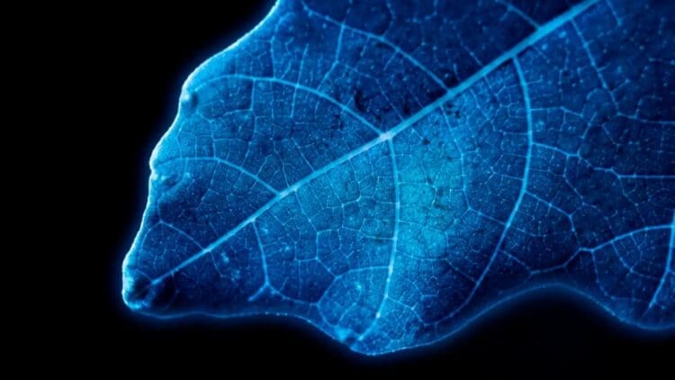 Swiss experts succeed in producing hydrogen through photosynthesis — The result is beyond all known sources of energy 1 hydrogen production based on the photosynthesis of a leaf