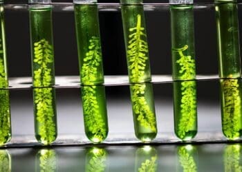 Petrobras to convert aging facility into biorefinery