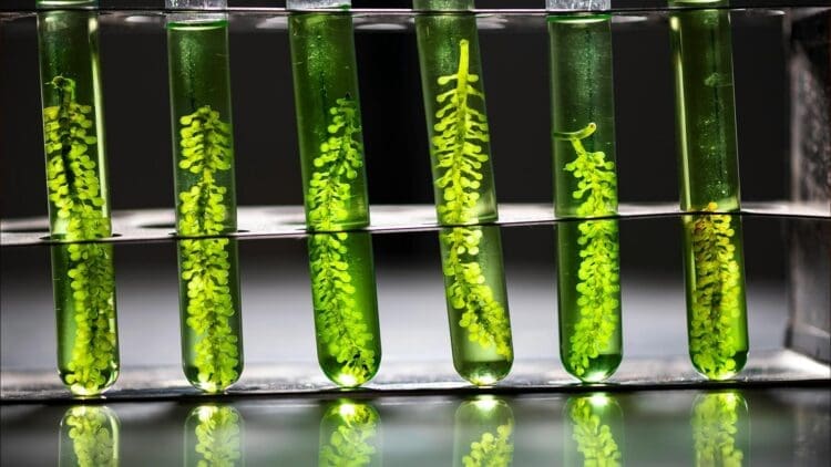 Petrobras commits support to Brazil’s first biorefinery at the Riograndense refining complex 1 Petrobras to convert aging facility into biorefinery