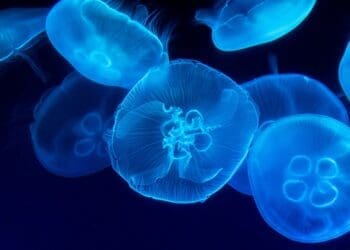 Inspired by jellyfish Sweden "living" solar cells