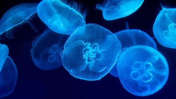 Inspired by jellyfish Sweden "living" solar cells