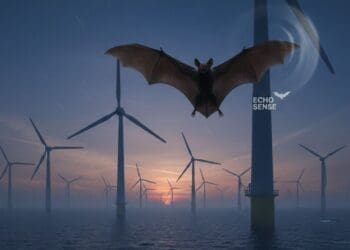 Wind Turbine Bats