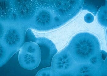 primate gut bacteria