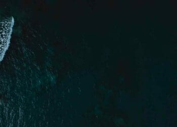 Lost to darkness for millions of years — Complex ecosystems found at the bottom of the Pacific Ocean 3 complex ecosystems at Pacific Ocean bottom