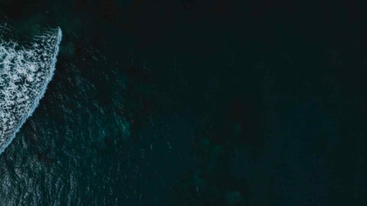 complex ecosystems at Pacific Ocean bottom