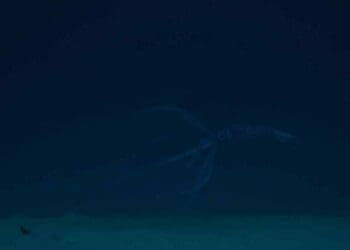 real Kraken squid in South Atlantic Ocean