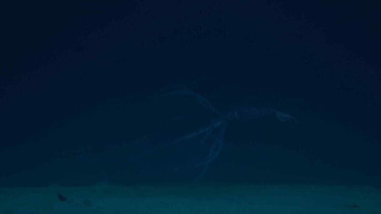real Kraken squid in South Atlantic Ocean