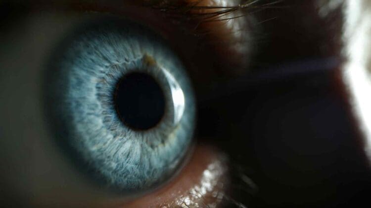 the human eye