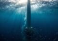 Wind turbines were built for energy — yet under the sea, they’re producing something no one predicted 2 wind turbine under sea