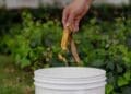 separate food scraps from trash