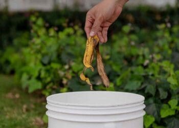 separate food scraps from trash
