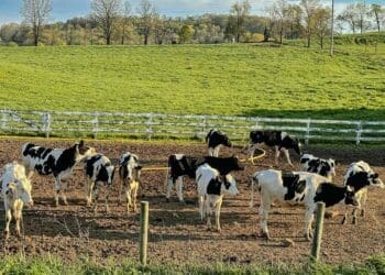 a herd of cows in a pen