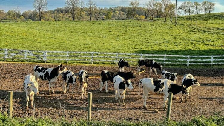a herd of cows in a pen