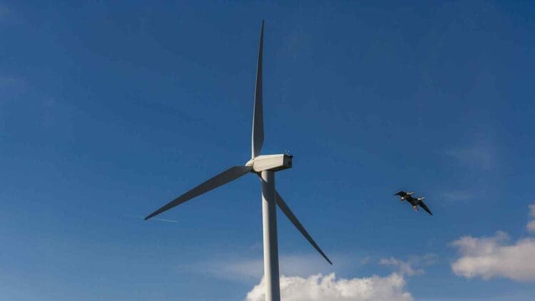We were told wind turbines kill birds on impact — Now a study reveals a very different threat affecting over a million each year 1 bird flying near wind turbine