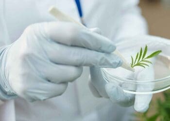 Scientist experimenting with plant