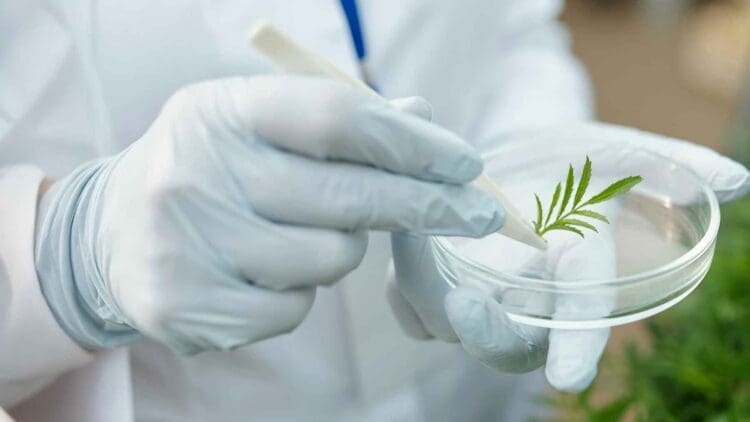 Scientist experimenting with plant