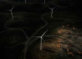 group of animals near wind turbines