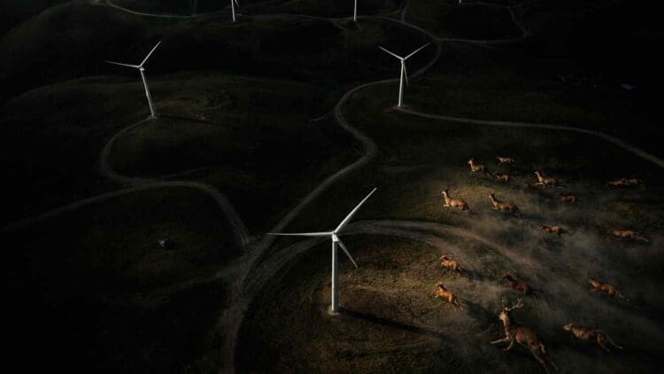 Deer and hares began avoiding certain areas without explanation — Now scientists link it to an unexpected effect from wind turbines 1 group of animals near wind turbines