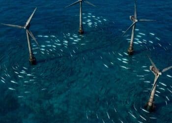 Fish swimming around wind turbines