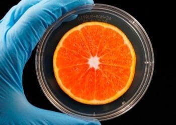 scientist holding encased orange slice