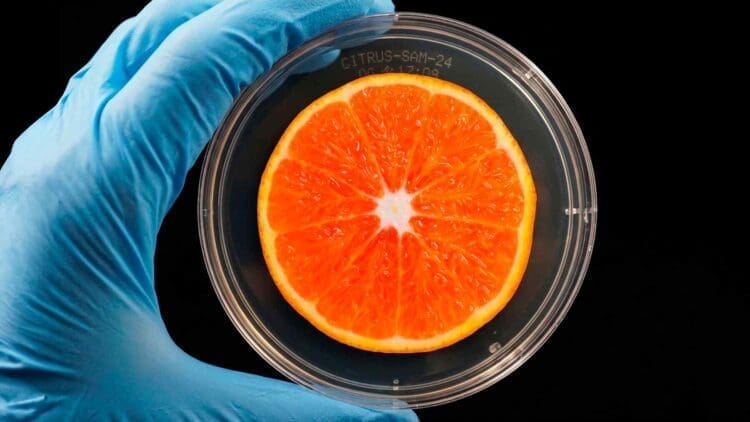 scientist holding encased orange slice