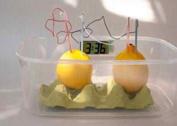 two connected lemons serving as biodegradable battery