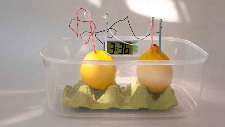 two connected lemons serving as biodegradable battery