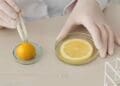 in-lab testing of lemons