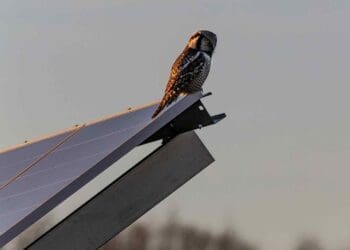 bird sitting on solar panel