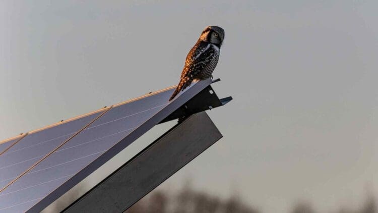 bird sitting on solar panel
