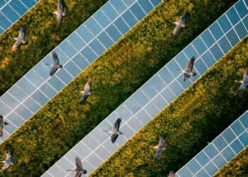 Researchers studying birds found solar panels catch their attention and can support up to three times more species than crops 42 birds flying over solar panels