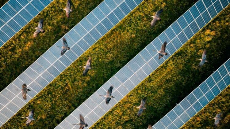 birds flying over solar panels
