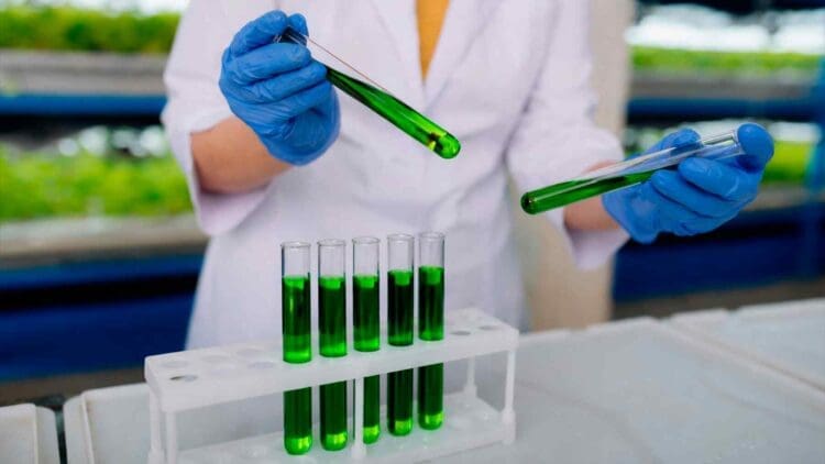 scientist holding dye mimicking photosynthesis energy production